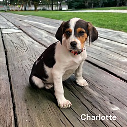 Photo of Charlotte