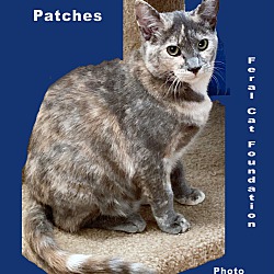 Thumbnail photo of Patches #2