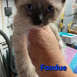 Photo of Fondue