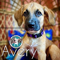 Thumbnail photo of Avery Angel #1