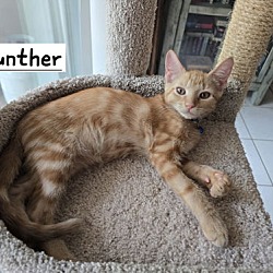 Thumbnail photo of Gunther #1