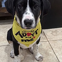 adopt a pet