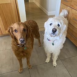 bonded pet photo