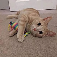 adopt a pet