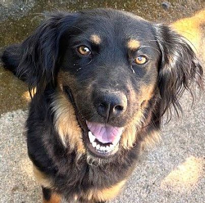 Carrollton, GA - Springer Spaniel/Rottweiler. Meet Holly a Pet for ...