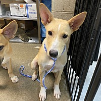 adopt a pet
