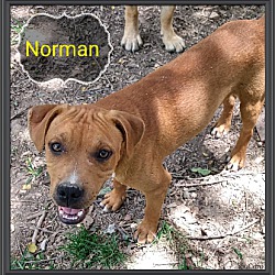 Thumbnail photo of Norman #3