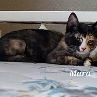 Photo of Mara