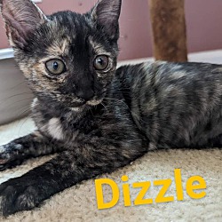Photo of Dizzle