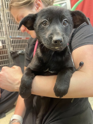 Flagstaff, AZ - Australian Kelpie. Meet Bagheera a Pet for Adoption ...