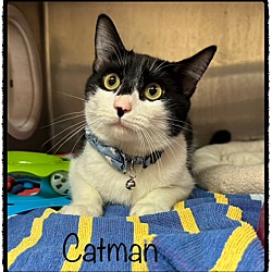 Thumbnail photo of CATMAN #2