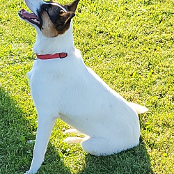 Richmond, Mi - Jack Russell Terrier Australian Cattle Dog. Meet Maggie 