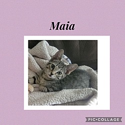 Thumbnail photo of Maia #1