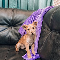 adopt a pet