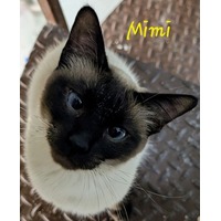 adopt-pet