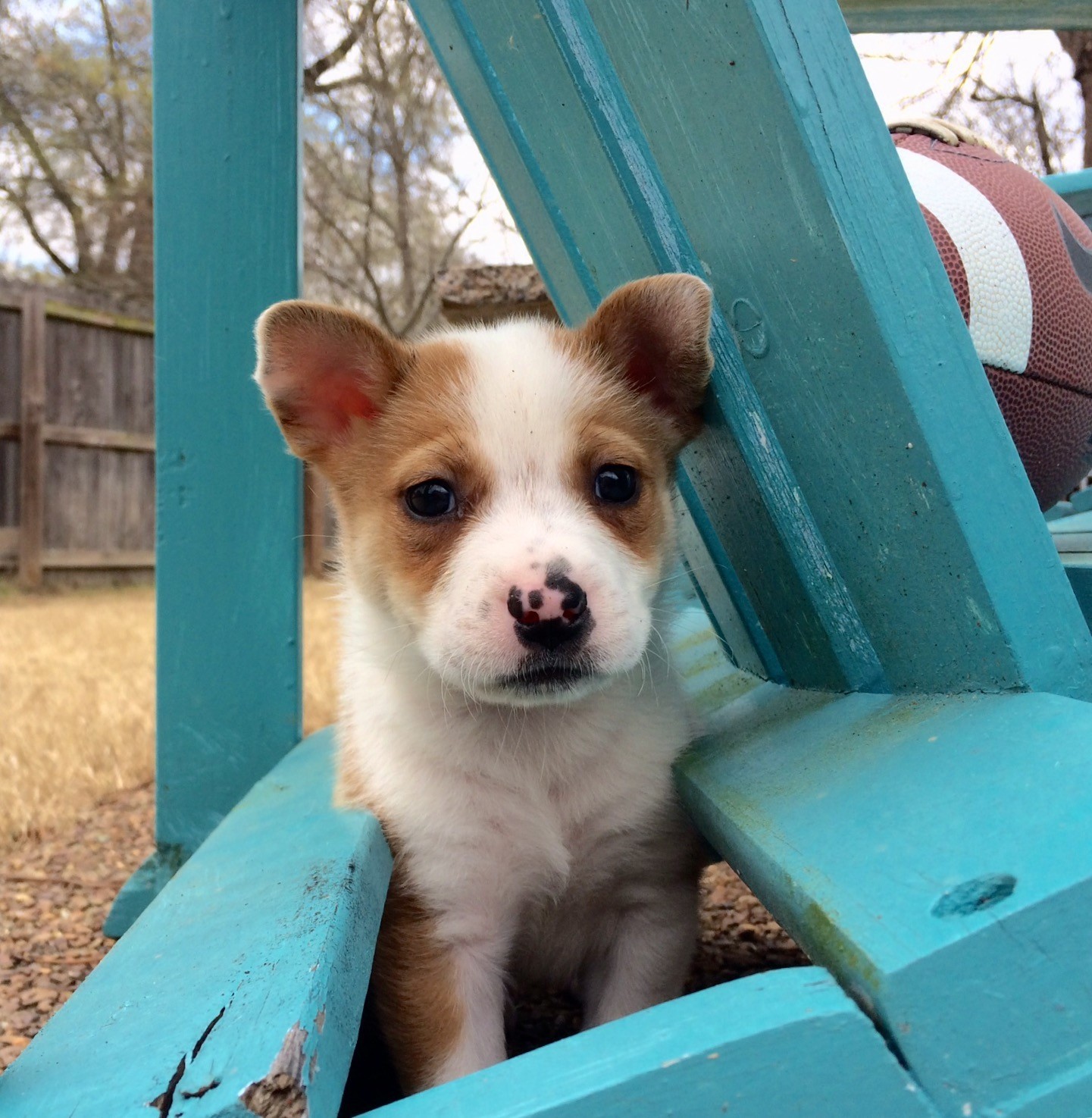 Greenfield Wi Cardigan Welsh Corgi Meet Mia A Pet For Adoption