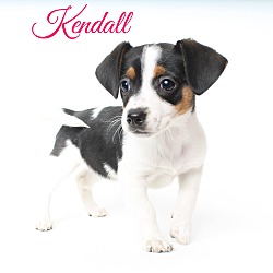 Thumbnail photo of Kendall - Adoption Pending #1