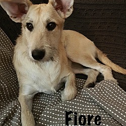 Thumbnail photo of Fiore #1