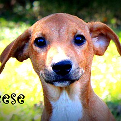 Thumbnail photo of Reese ~ meet me! #1