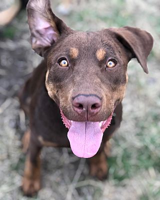 Spokane, WA - Labrador Retriever. Meet Elsie a Pet for ...