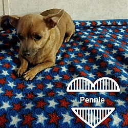 Thumbnail photo of Pennie #4