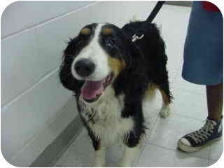 bernese mountain dog spaniel mix