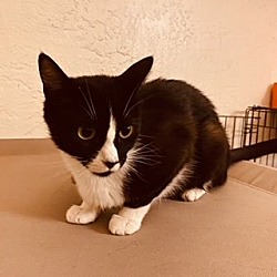 Thumbnail photo of Katie (Courtesy Post) #2