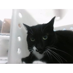 Photo of OREO
