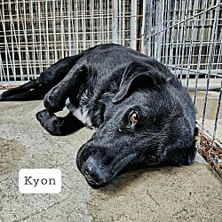 Thumbnail photo of Kyon #3