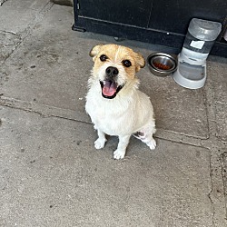 Photo of Milo