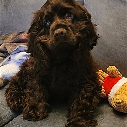 Thumbnail photo of Chocolate Cocker pup #2