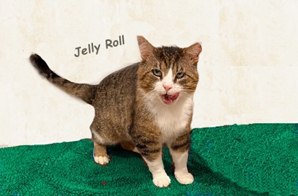 Photo of Jelly Roll
