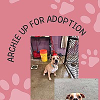 adopt a pet