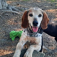 adopt-pet