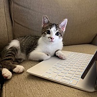 adopt a pet