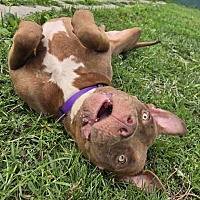 adopt a pet