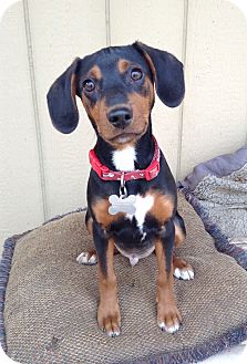 german pinscher beagle mix