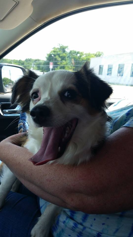 Salisbury Nc Australian Shepherd Meet Opal The Mini