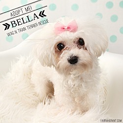 Thumbnail photo of Bella-Pending Adoption #2