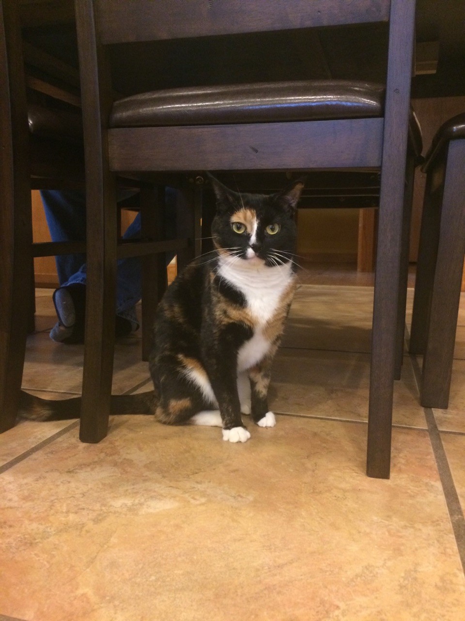 Rochester Mi Calico Meet Lexi Declawed A Pet For Adoption