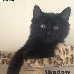 Thumbnail photo of Shadow - Adopted December 2016 #2