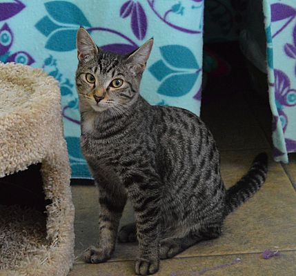 Bakersfield Ca Abyssinian Meet Mimo A Pet For Adoption