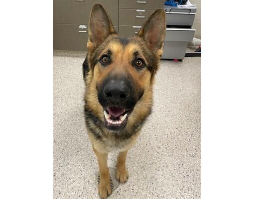 Brighton, CO - German Shepherd Dog. Meet *EVEREST a Pet for Adoption ...