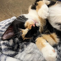 Thumbnail photo of Muffin (calico) #3