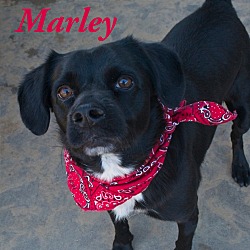 Thumbnail photo of Marley #3