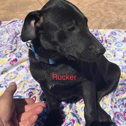 Photo of Rucker