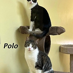 Thumbnail photo of Polo #1