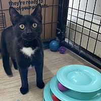 adopt a pet