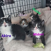 adopt a pet