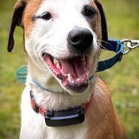 adopt-pet